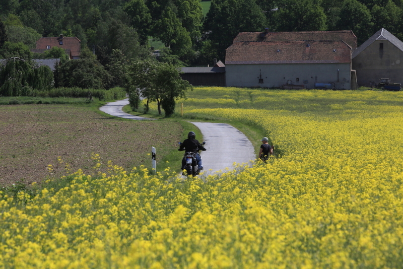 Bild Straße zum Pich mit Raps